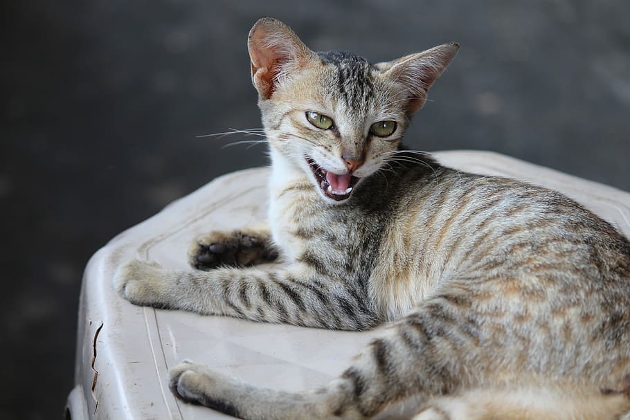 Cat, Kitten, Kitty, Animal, Sweet, Pet, cute, domestic cat HD wallpaper