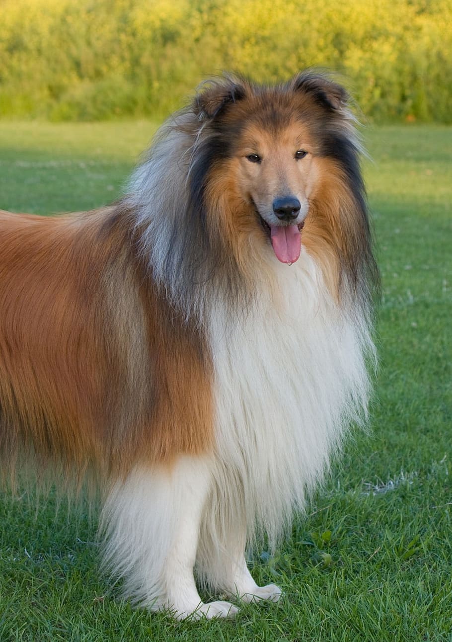 Collie Dog Rough Collie Lassie Red Photo Background And Picture For Free  Download - Pngtree