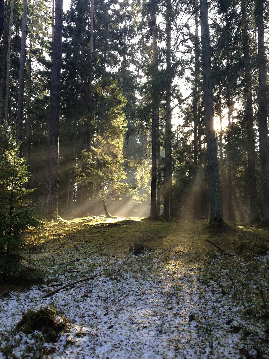 Forest, Sprong, Nature, Tree, Outdoor, park, day, fresh, natural HD wallpaper
