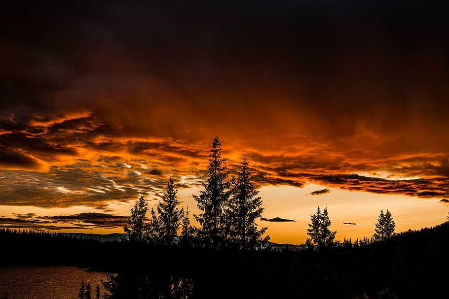 silhouette of tall trees during golden hour, silhouette of trees under orange clouds and skies HD wallpaper
