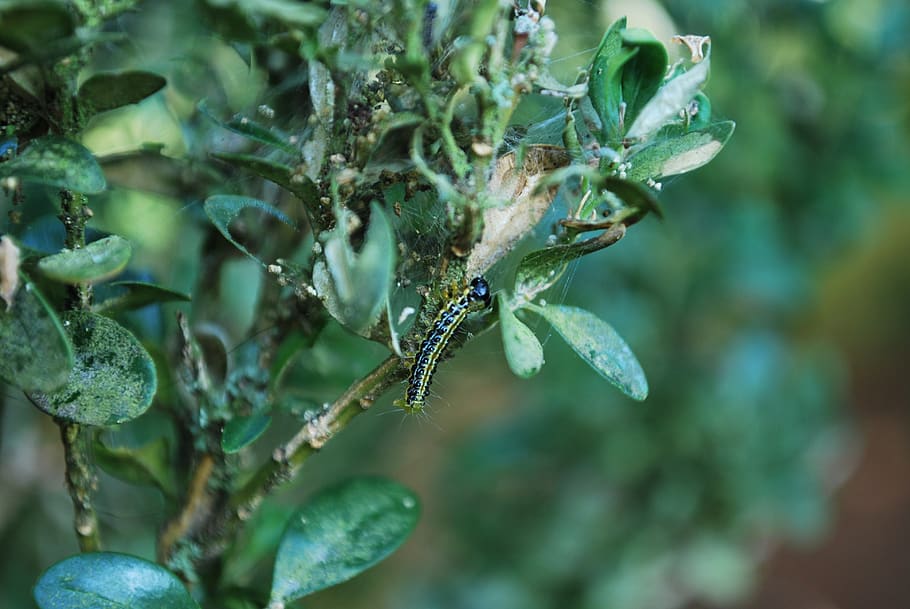 caterpillar, nature, insect, plant, growth, animals in the wild HD wallpaper