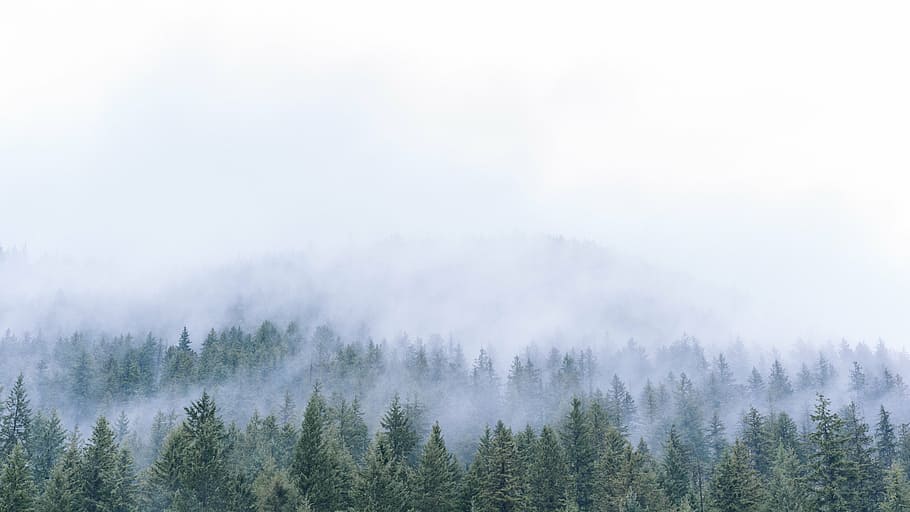 photo of trees with fogs, green, forest, woods, nature, travel HD wallpaper