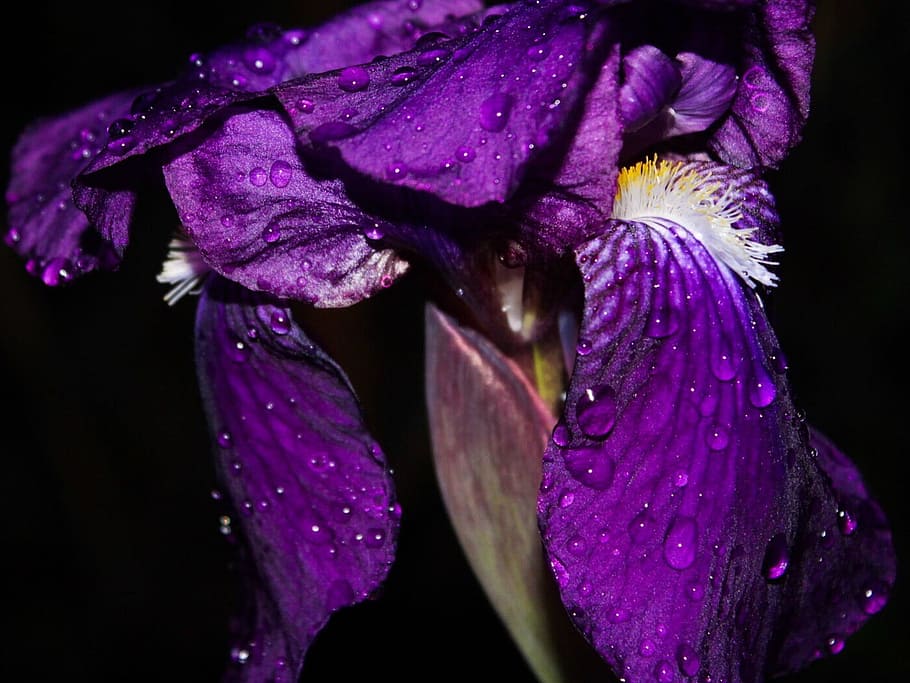 Iris, Flower, waterdrops, purple, petal, beauty in nature, fragility HD wallpaper