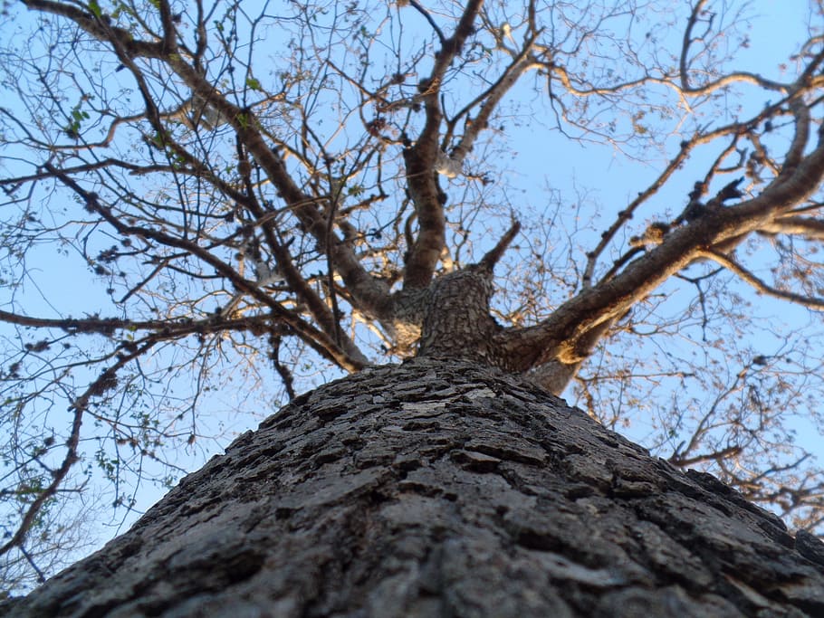 tree, high, nature, charm, tranquility, perspective, sky, low angle view HD wallpaper