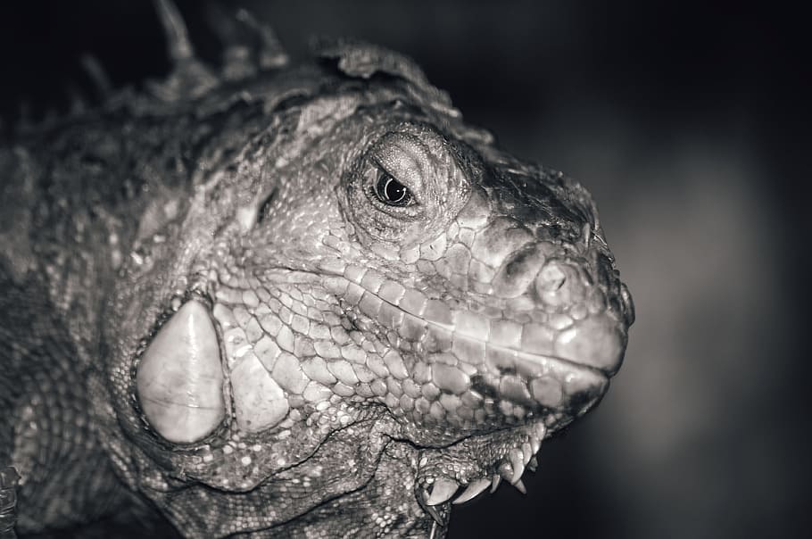 iguana, lizard, macro, nature, reptile, wildlife, fauna, animal HD wallpaper