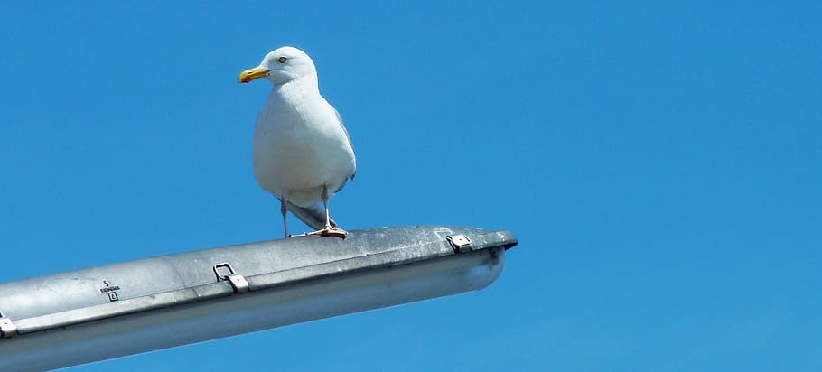 gull, sea, bird, beach, seagull, water, birds, swim, sitting HD wallpaper