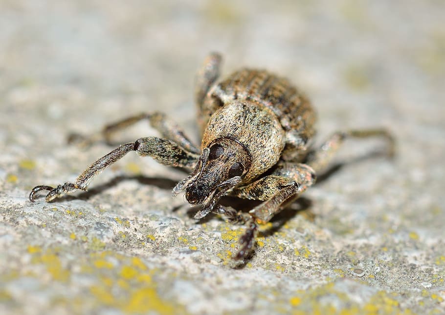 Insects, Beetles, Weevil, animal, nature, wildlife, close-up HD wallpaper
