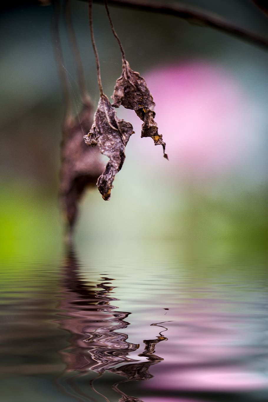 strange, pig, tan, water, focus on foreground, close-up, nature HD wallpaper