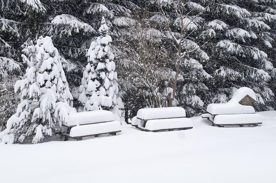 snow, winter, landscape, wintry, tree, cold, forest, winter forest HD wallpaper