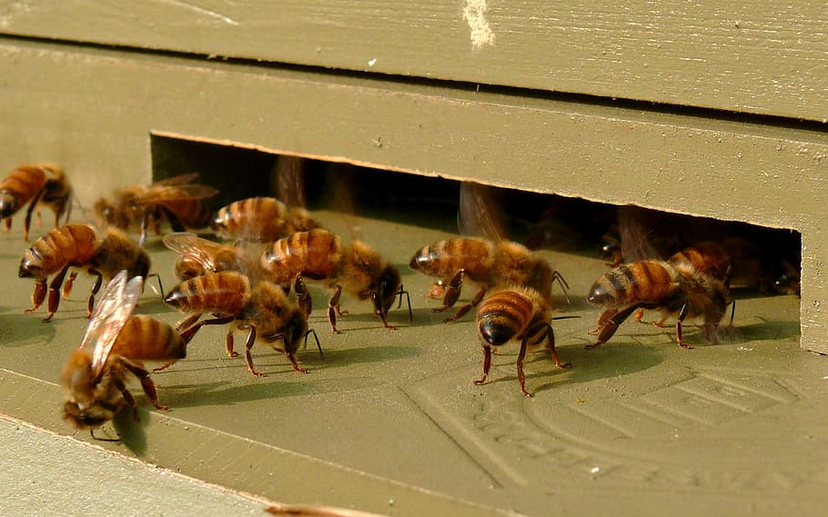 group of honey bees, honeybees, insects, beehive, entrance, colony
