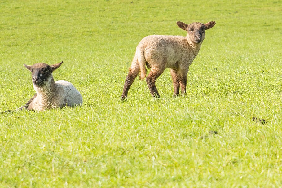Lamb, Sheep, Lambs, Animals, Dike, Sweet, easter, grass, animal themes HD wallpaper
