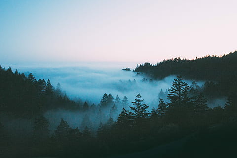 bird's-eye view photography of foggy forest, aerial view photography of sea of clouds HD wallpaper