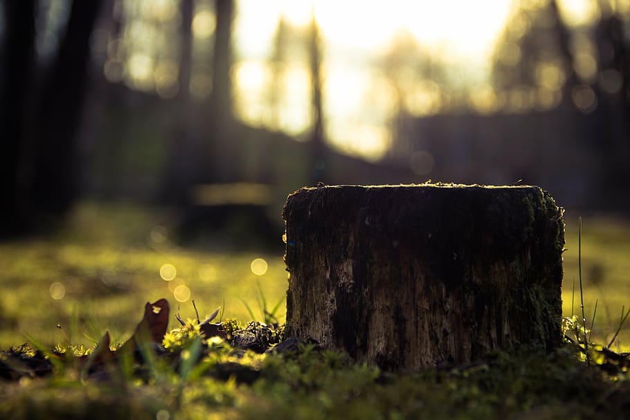 close-up photography of brown wood trunk, stump, tree, bokeh HD wallpaper