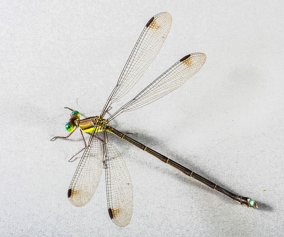 Dragonfly, Insect, Close, animal, nature, close-up, macro, animal Wing HD wallpaper