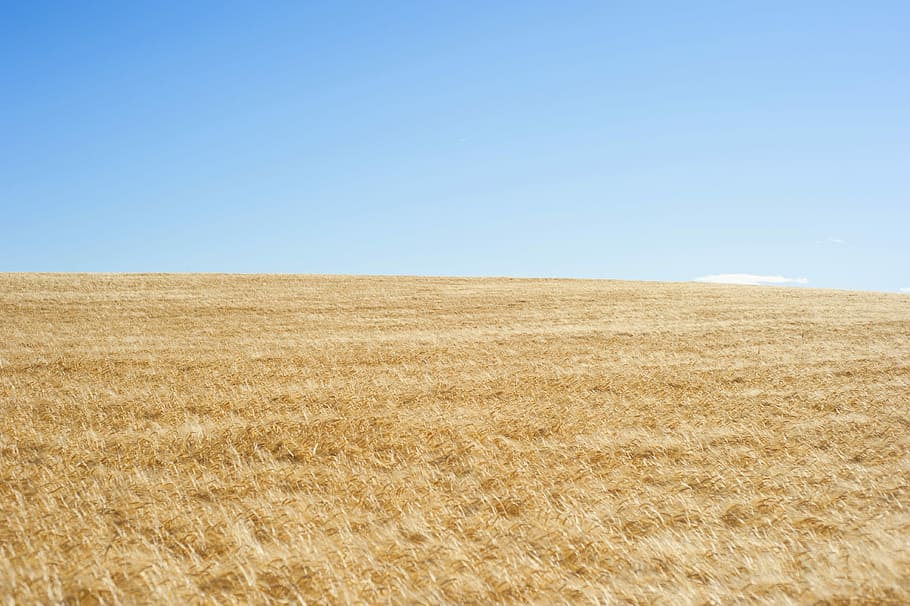 rice field during daytime, brown leaf grass field under clear sky at daytime HD wallpaper