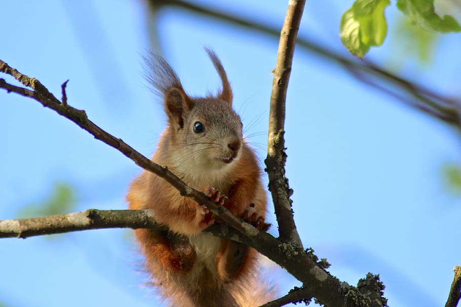 summer, tree, animal, squirrel, tail, orange, curious, animal themes HD wallpaper