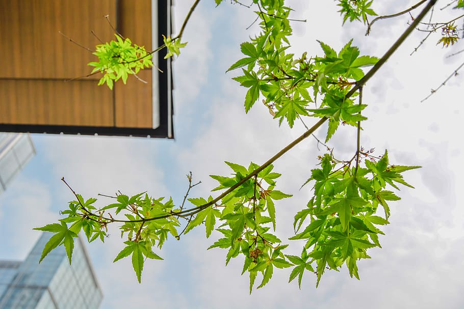 Maple, Look Up, green, plant, potted plant, window, day, nature HD wallpaper