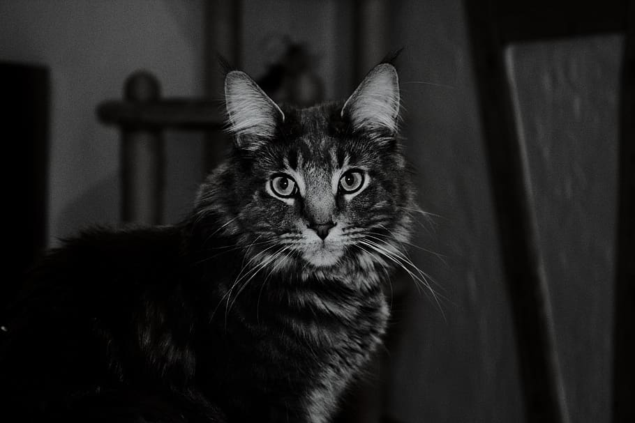 cat, black and white, night, pets, domestic cat, feline, domestic animals HD wallpaper