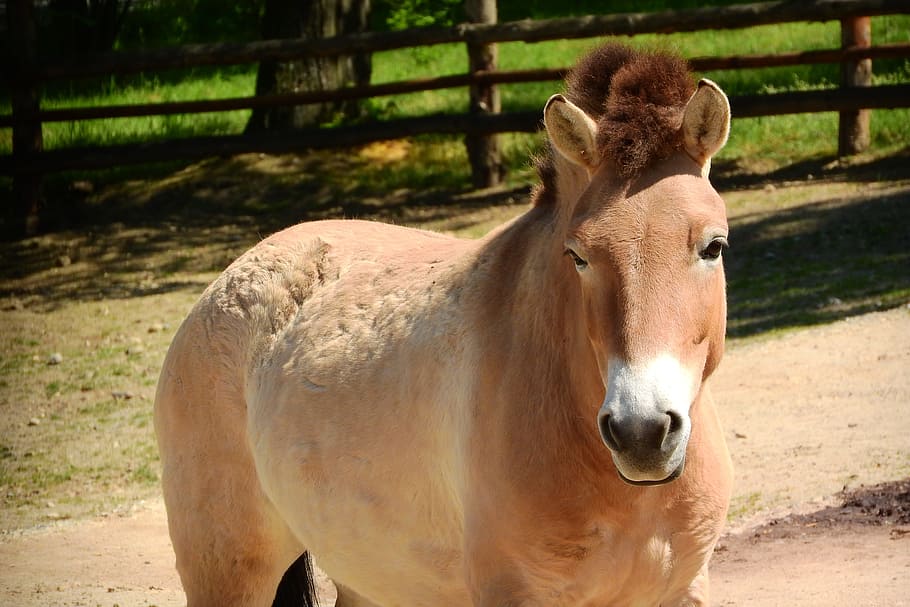 Przewalski'S Horse, Mare, equus przewalskii, the prague zoo, animal themes