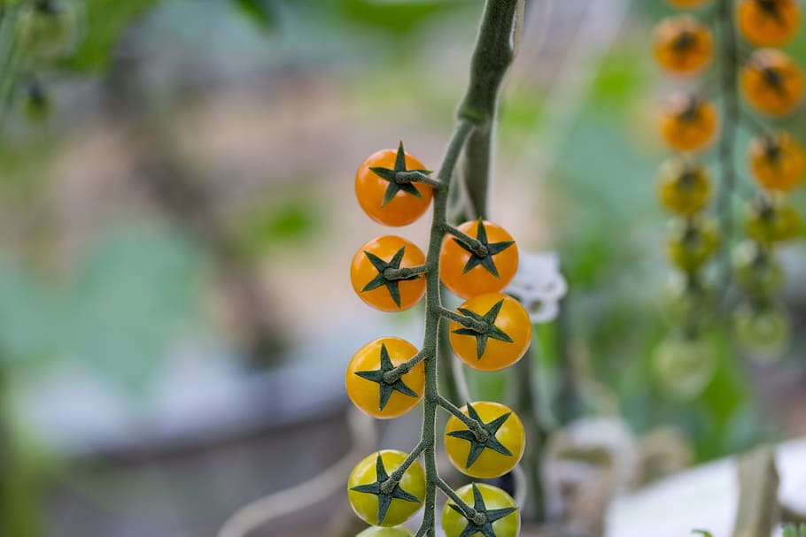 Tomatoes, Yellow, Variety, cherrys, sweet, fruits and vegetables HD wallpaper