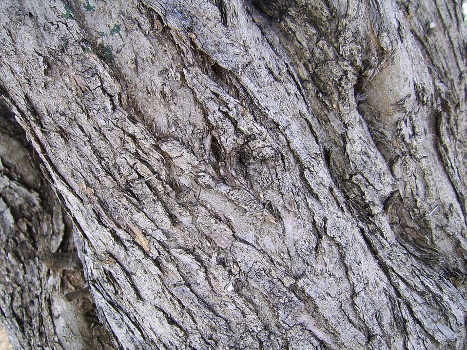 Tree Bark, Olive Tree, Tree Trunk, olive tree bark, texture, HD wallpaper