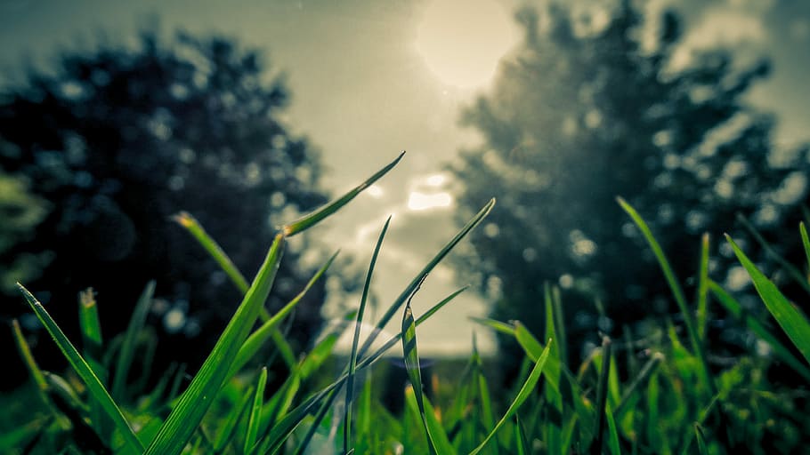 shadow field of field photography of grass field \, low angle photo of grasses HD wallpaper