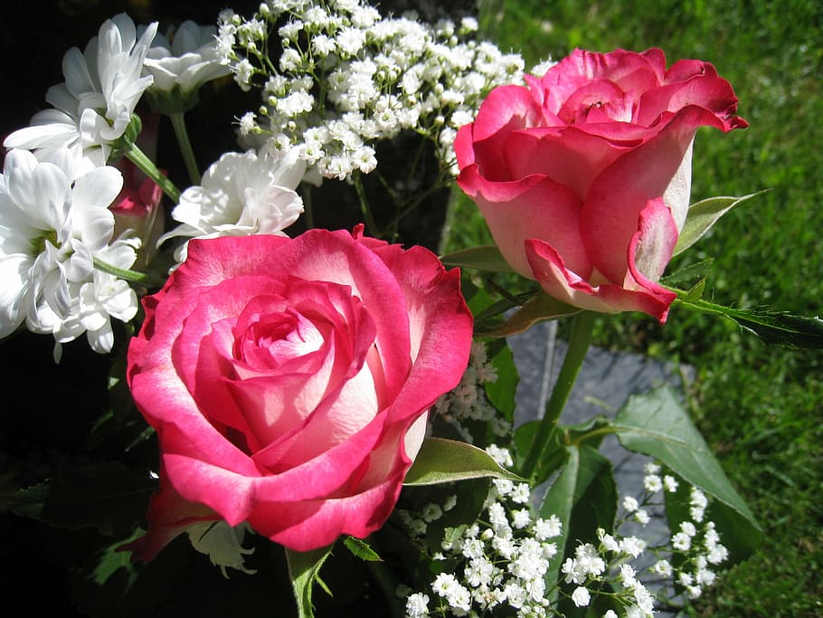 rose, flower, red, romantic, race, flowering plant, vulnerability HD wallpaper