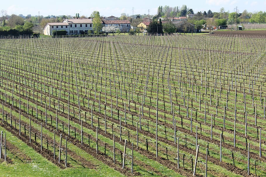 vineyard, screw, wine, grapes, vintage, agriculture, veneto HD wallpaper