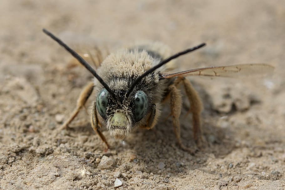 bee, insecta, macro, wild, ground, nature, detail, wings, animal themes HD wallpaper