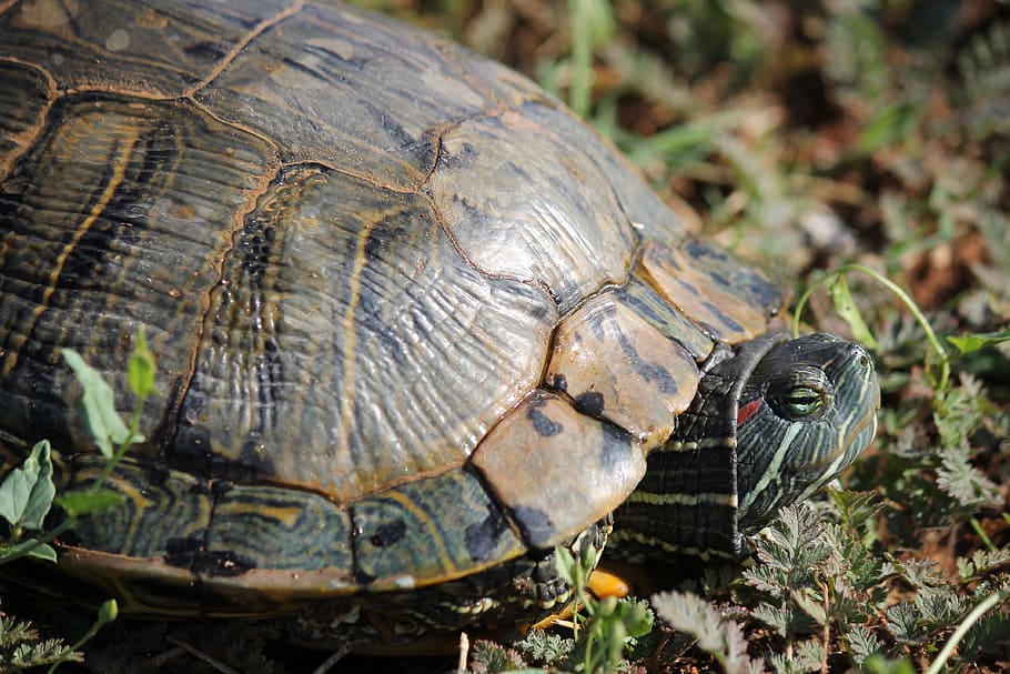 turtle, tortoise, reptile, shell, wildlife, nature, animal HD wallpaper