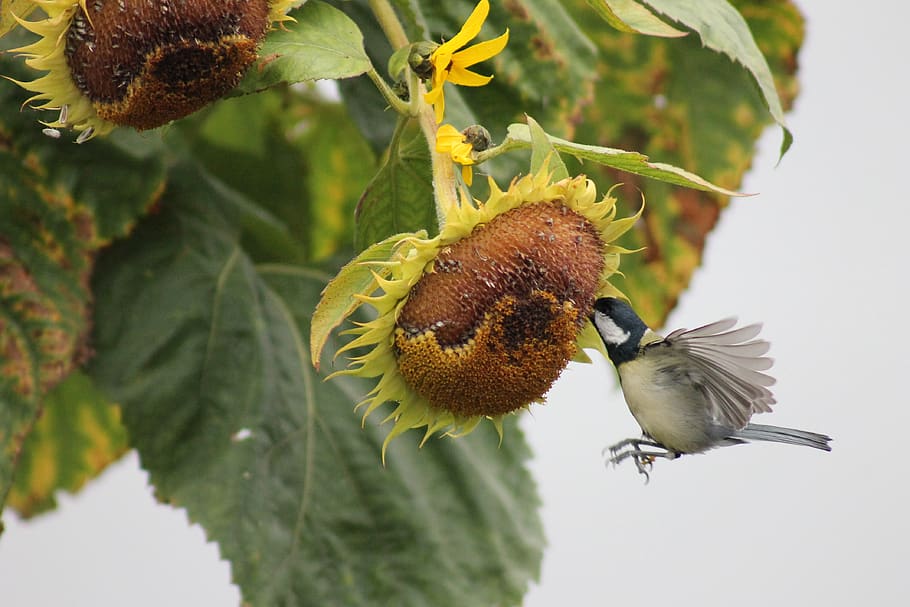 tit, has hunger, plant, close-up, animals in the wild, flower HD wallpaper