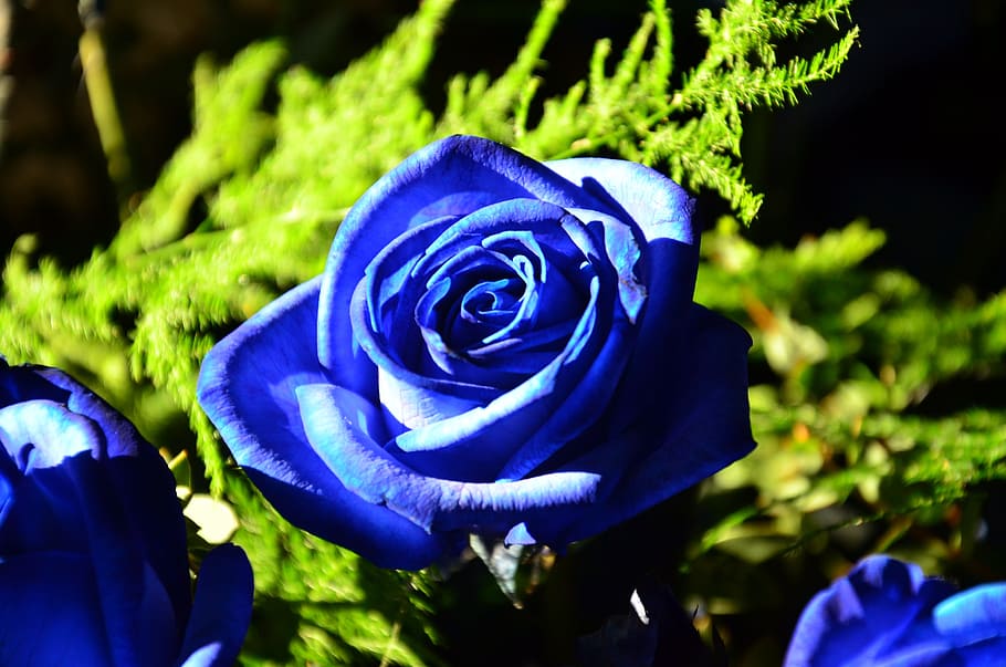 blue rose flowers at daytime, roses, bouquet, birthday greeting, HD wallpaper