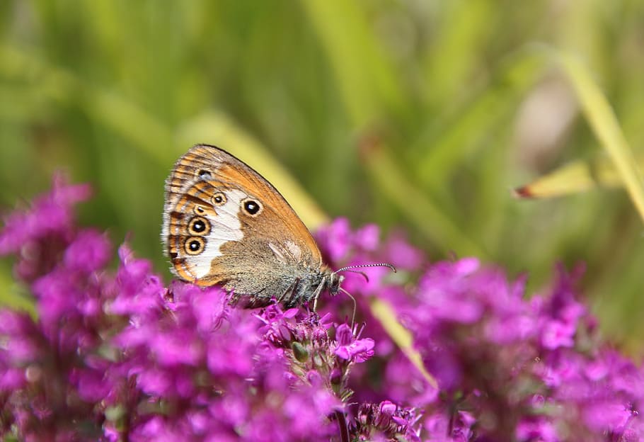 butterfly, public record, animal themes, animal wildlife, flower HD wallpaper
