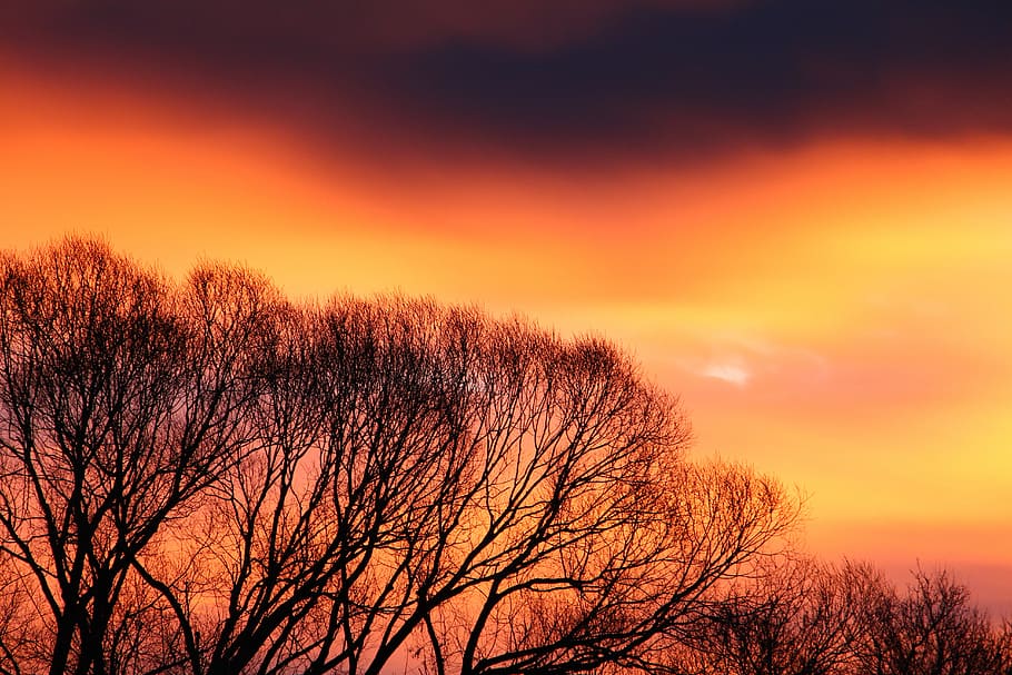 I see Fire, silhouette of withered trees, sunset, sunrise, woodland
