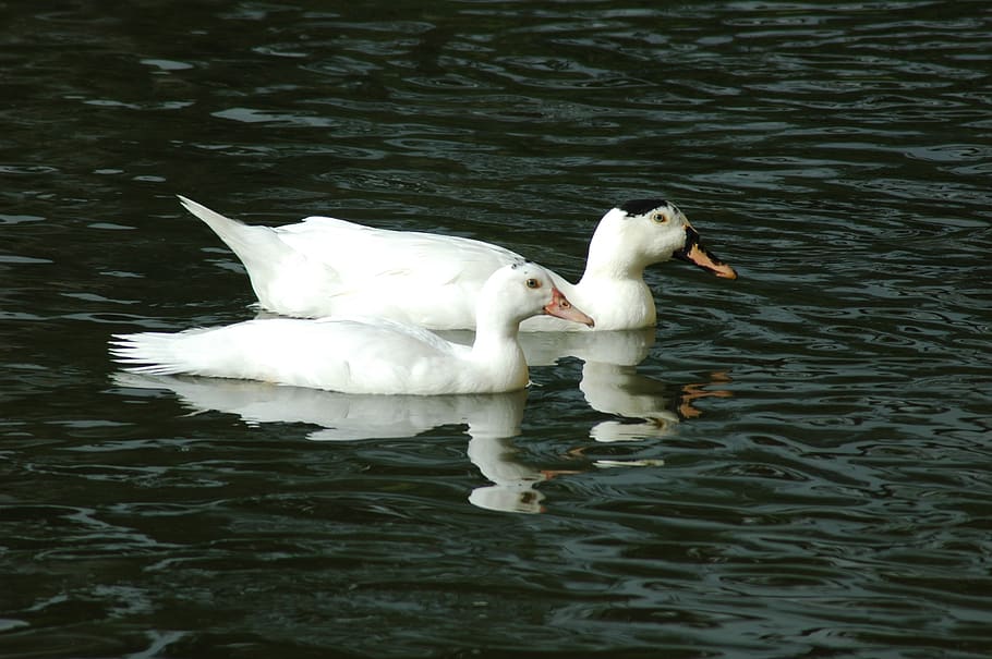 ducks, animals, ducklings, water, animal themes, bird, waterfront HD wallpaper