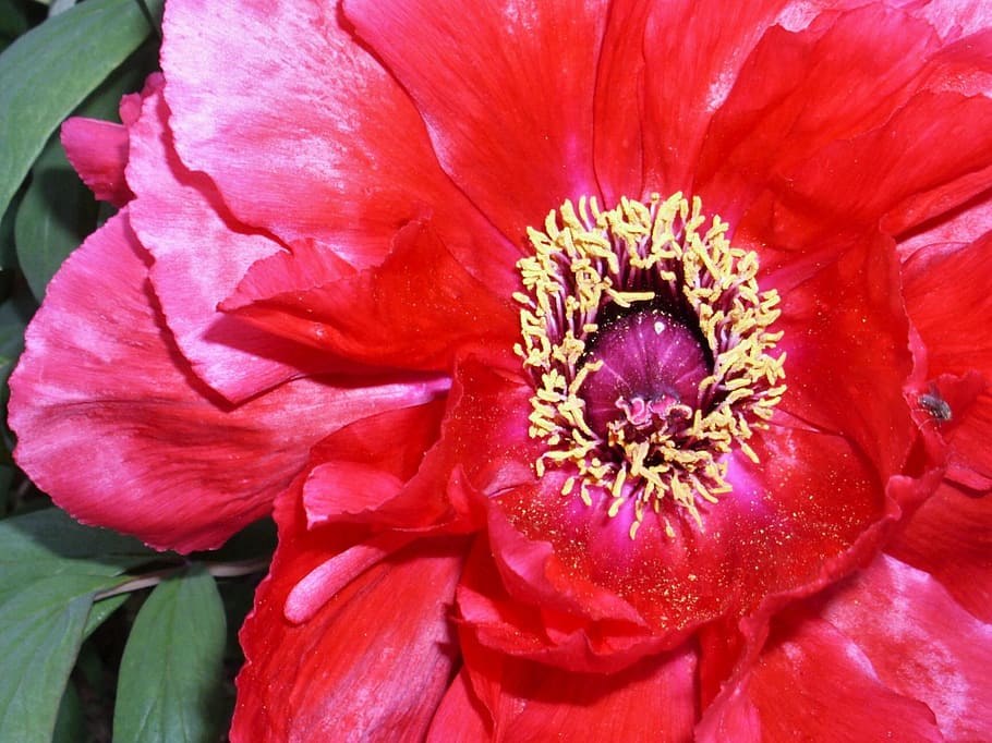 flower, peony, close, flowering plant, petal, fragility, vulnerability HD wallpaper