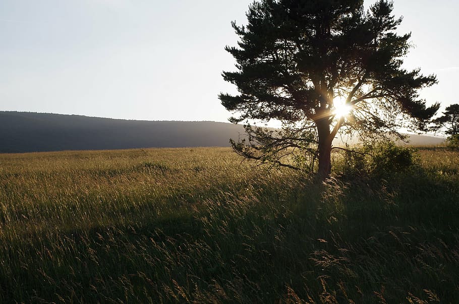 sunset, bollenberg, under vosges hill, sky, plant, tree, sunlight HD wallpaper