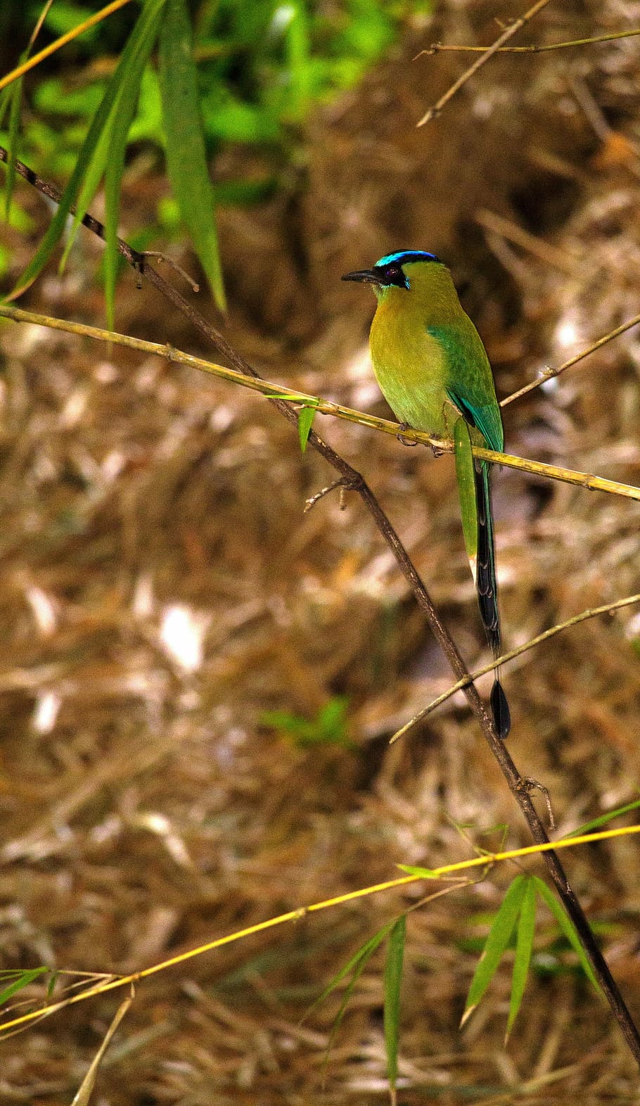 Ave, Bird, Animals, torogoz, birds, feathers, fauna, nature HD wallpaper