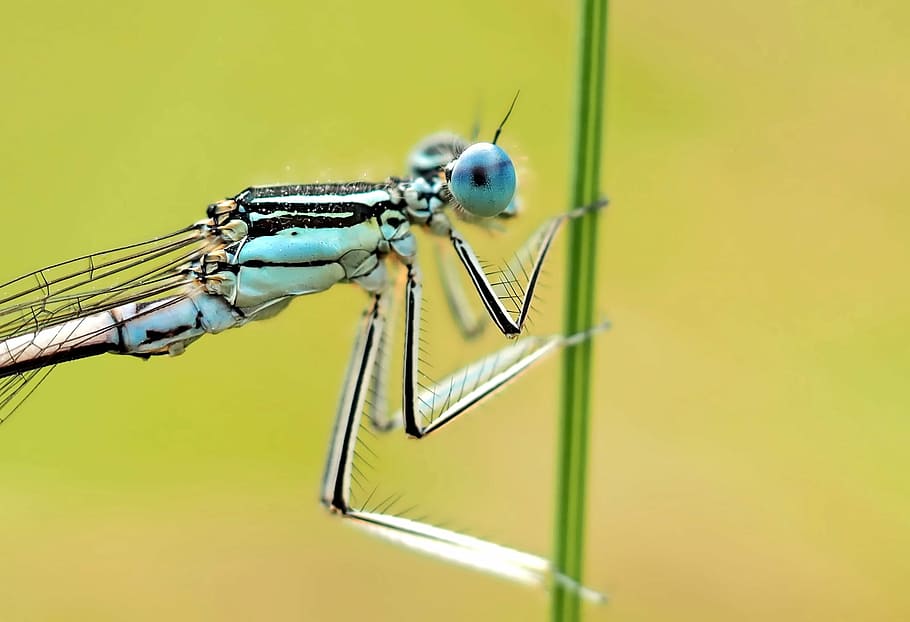insect, nature, live, animal, animal themes, invertebrate, animal wildlife HD wallpaper