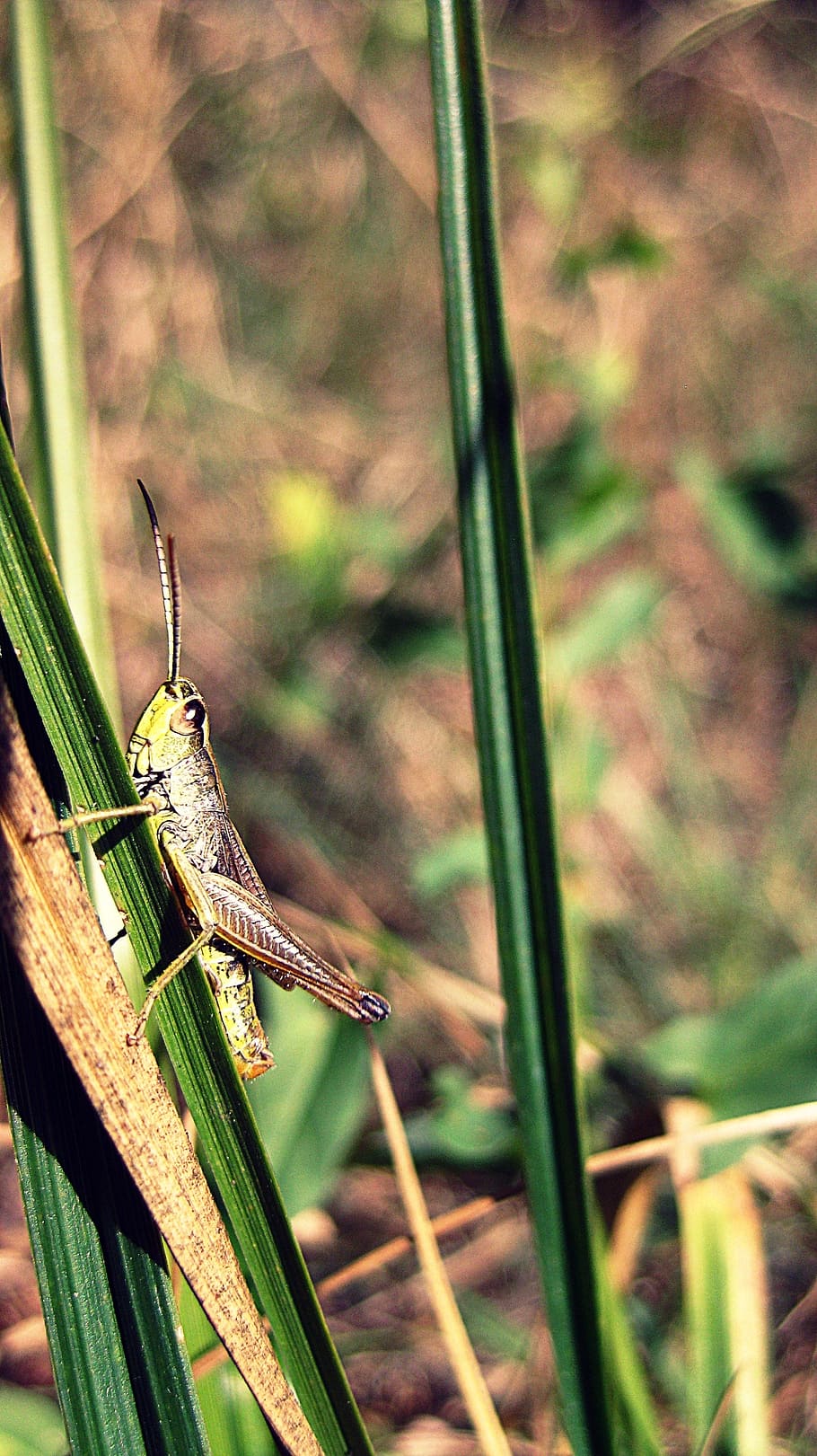 grasshopper, nature, insect, green, animal, small, animal wildlife HD wallpaper