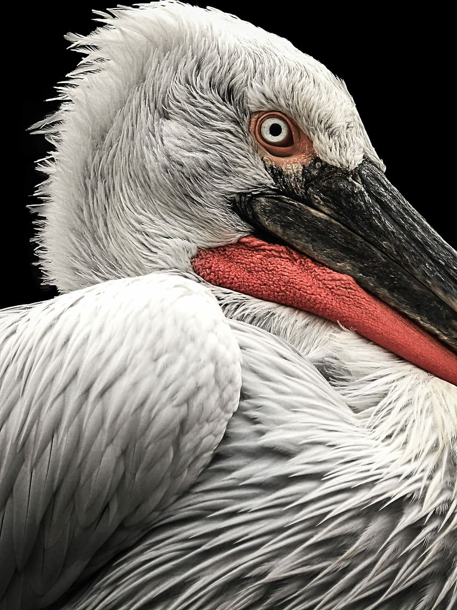 close-up photo of white and red bird, close-up photography of white pelican HD wallpaper