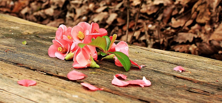 pink flowers on brown wooden surface during daytime, blossom HD wallpaper