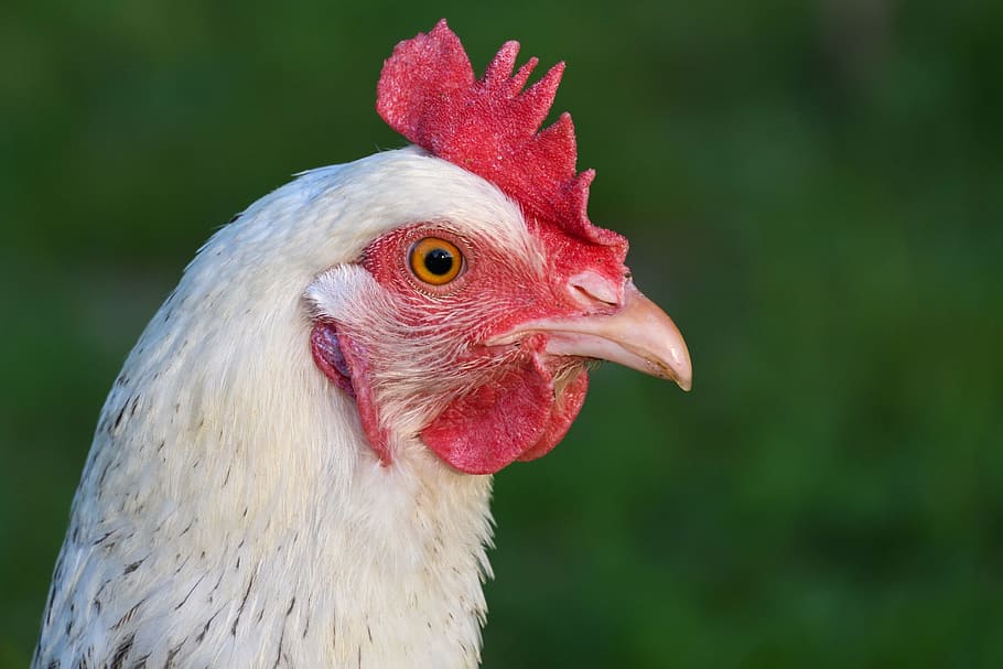 Hen, White, Head, Profile, Crete, chicken - bird, livestock HD wallpaper