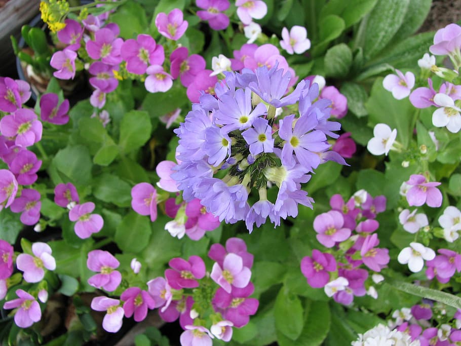 spring, flower, easter, flowering plant, freshness, fragility HD wallpaper