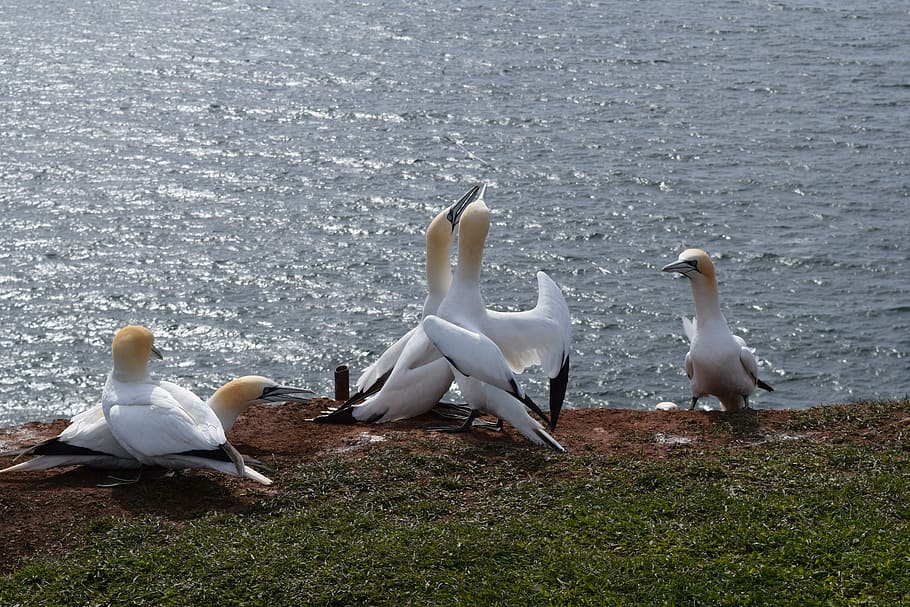northern gannet, helgoland, bird, north sea, sea island, group of animals, HD wallpaper