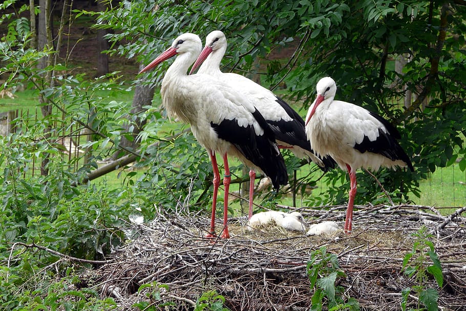 storks, storchennest, birds, animals, group of animals, vertebrate HD wallpaper