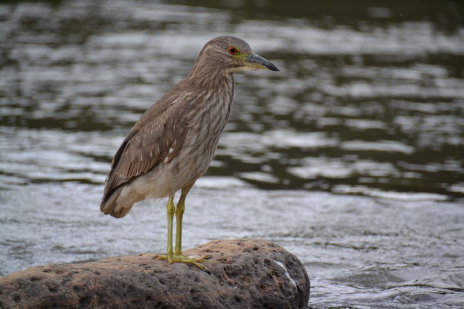 birdie, rio, stone, animals in the wild, animal themes, animal wildlife HD wallpaper