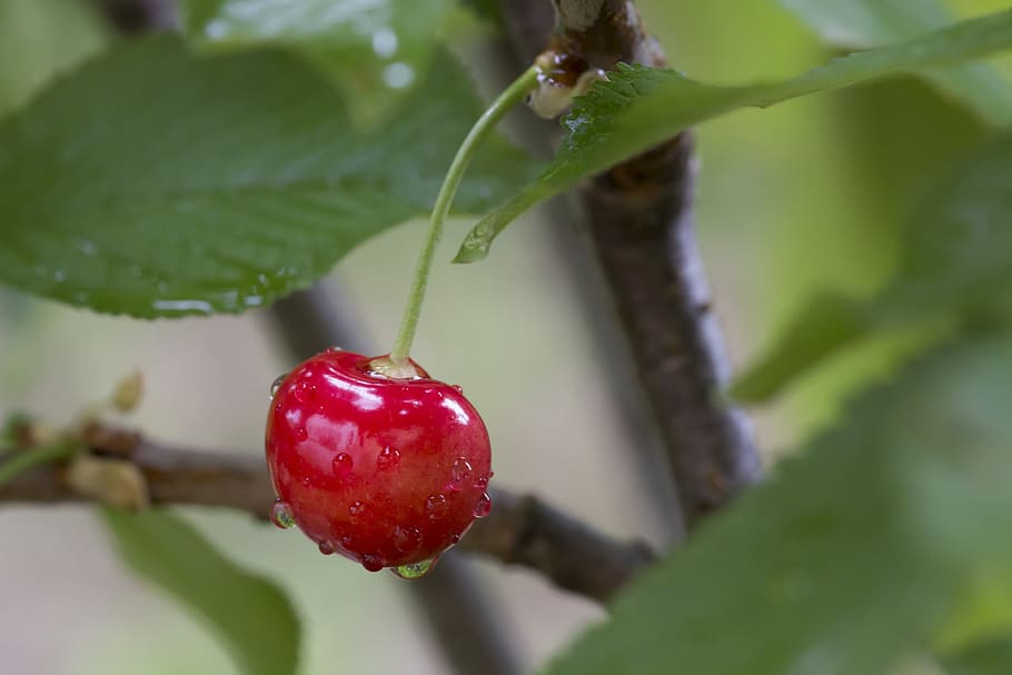 cherry, dew, drops, cherries, freshness, goodness, wet, foods HD wallpaper