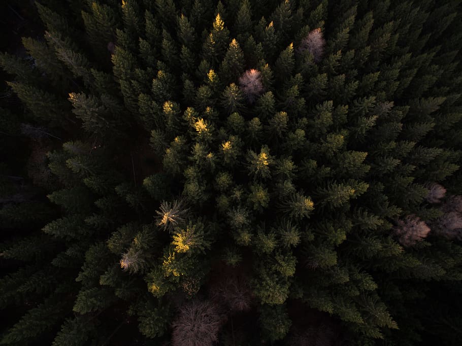 bird's eye view photography of trees, aerial photography of pine trees HD wallpaper
