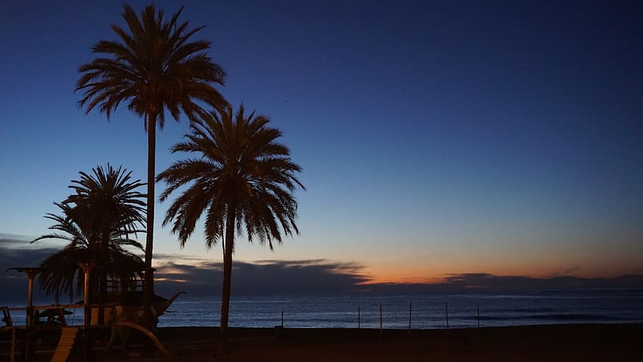 marbella, spain, sunrise, palms, seaside, malaga, andalusia, HD wallpaper